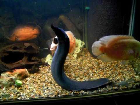 Header of acanthicus