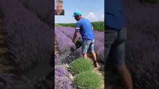 Recoltează Lavanda