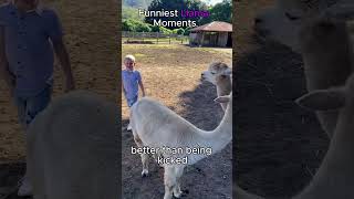 Funniest Llama Reactions Ever