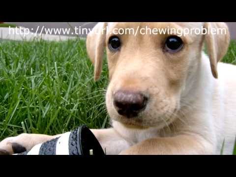 why do dogs chew on bones why do dogs chew bones at thedoglogs why do dogs chew on bones why do dogs chew bones at thedoglogs