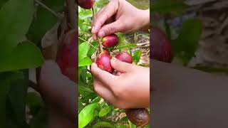 Picking Ripe Matoa Fruit From The Tree - Agriculture - Farming