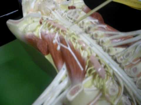 Human Spinal Cord and Nerves Anatomy - YouTube