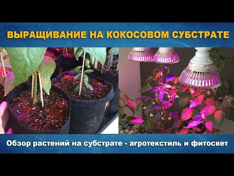 Видео клубника на гидропонике в домашних условиях Видео клубника на гидропонике в домашних условиях