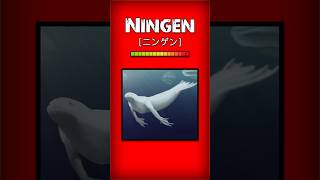 Ningen Urban Legend