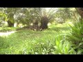 Pikat Ayam Hutan images Pikat Ayam Hutan