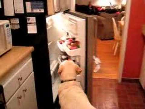 pictures of yellow labs. Yellow lab opens Fridge;