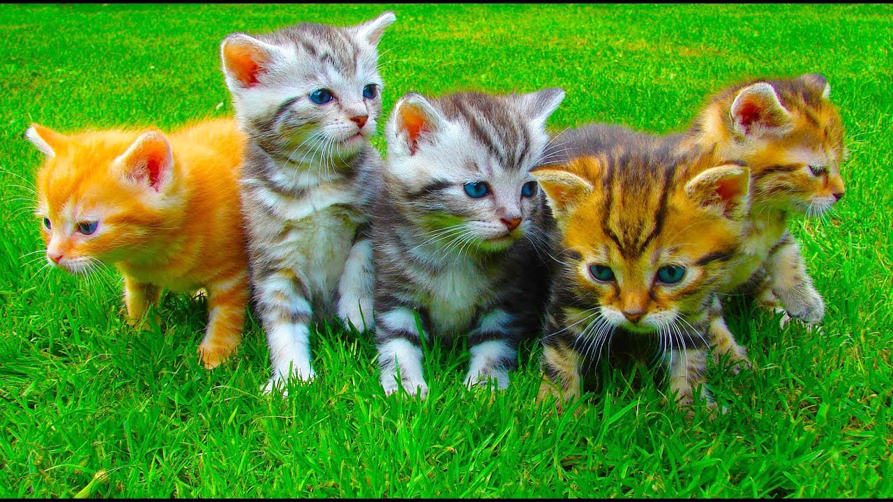 Фото котенка для детей Фото котенка для детей