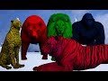 Color With Wild Animals Finger Family For Kids || Nursery Rhymes Children Rhymes