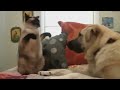 cute cats
