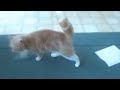 cute cats