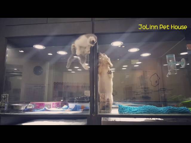 Kitten Jumps In Puppy Cage - Video