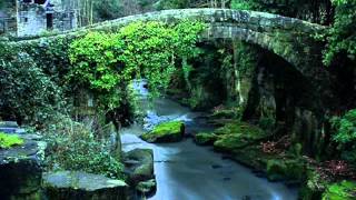 Watch By The Tree Mystery video