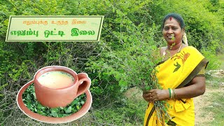 எலமபகக உகநத இல எலமப ஒடட இல Ormocarpum Sennoides Leaf That Keeps Bone Healthy