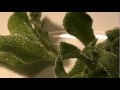 ヴィーガンの方やゆるベジに方に人気のお野菜「ソルトリーフ」