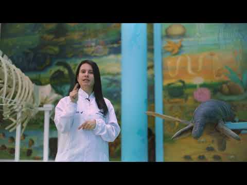 Listas de Especies - MamÃferos de Colombia