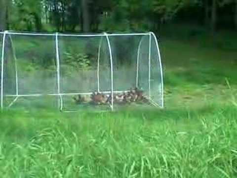 First move of the mobile chicken coop with Farmall H - YouTube