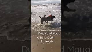 Xl Bully Beasts Dutch And Maya