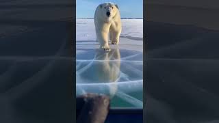 Arctic Terror Polar Bear Narrow Escape Pov