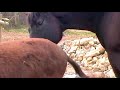 Carolina furiosa- asino contro cavallo