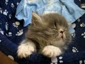 Sweet Tired Cat [-.-]Zzz - S*Innekattens Persians