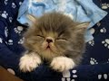 Sweet Tired Cat [-.-]Zzz - S*Innekattens Persians