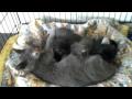 Mama cat nursing kittens