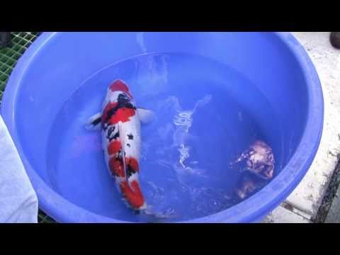 Sakai+Koi+Farm+Hiroshima ... .com/Koi-Breeder--Sakai-Fish-Farm--Sakai-Fish-Farm-Hiroshima-b-1.html