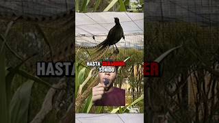 Top 3 Animales Con Habilidades Más Increíbles