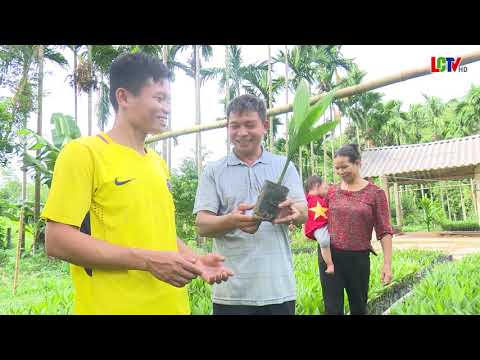 Người nông dân làm giàu từ mô hình trồng cau