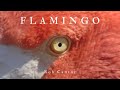 FLAMINGO - Rob Cantor (AUDIO ONLY)