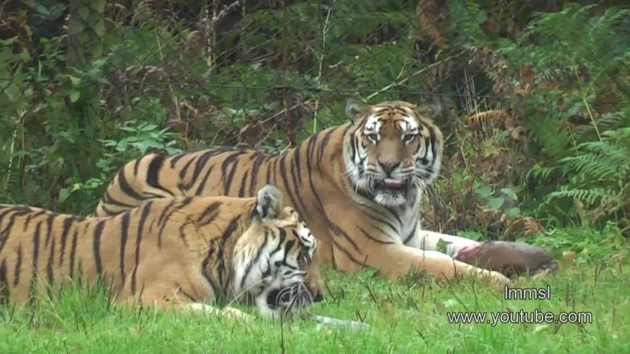 wild animal safari wild animal safari