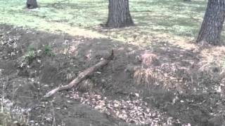 Nervous Squirrel Nervous Squirrel