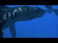 liopleurodon