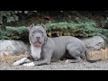 Jade (Pitbull Terrier) Dog Training Boot Camp Video