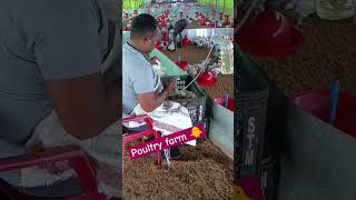 Injection In Poultry