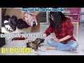 NHẬN NUÔI ĐÀN CÚN TỘI NGHIỆP BỊ CHỦ BỎ RƠI