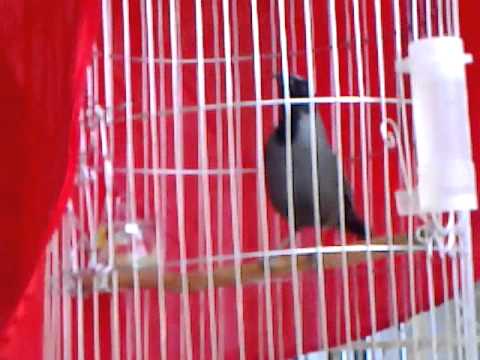 Khướu mun hót hay hót nhiều