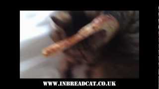 Breading Cat And In Bread Cat Remix - Bread Falls Off