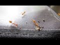 Canon Powershot 2200 Macro Test - Ants