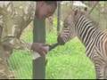 Nairobi National Park Video 3
