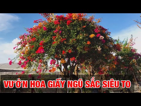 Vườn hoa giấy ngũ sắc siêu khủng - siêu nhiều -Trung kiên garden, zalo: 035.42.55055 & 0977.999.046.