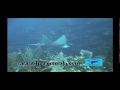 Dive grenada.mpg