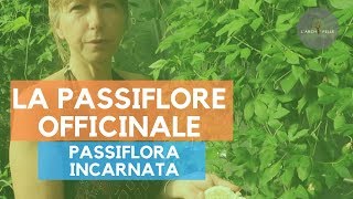 #108 La passiflore officinale : Vous ne la verrez plus jamais de la même manière