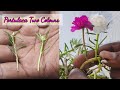 Portulaca grafting technique with results _ moss rose Flower Hybrid mixed colour _ green idea & tips
