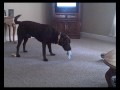 Mom Tickles Mack