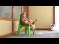 sitting