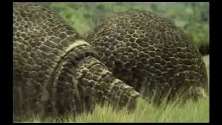 Trilogy Of Life - Walking With Beasts - Doedicurus Clavicaudatus. M