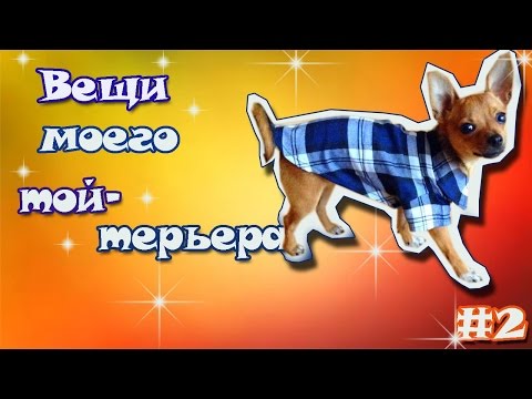 Одежда моего той терьера Одежда моего той терьера
