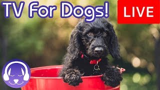 ✅ TV for Dogs! Entertainment for Dogs and Puppies with Calming Music!