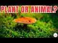 Are Mushrooms More Similar to Humans than Plants?